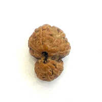 Multiple Use Gauri Shankar Rudraksha