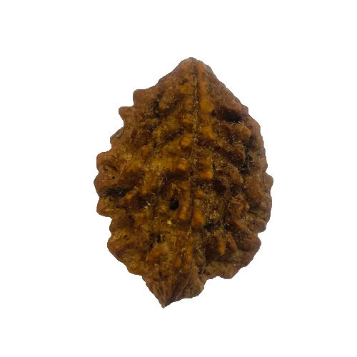 2 Mukhi Rudraksha