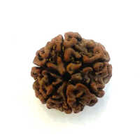 6 Mukhi Rudraksha - Natural Material, Multiple Sizes Available, Round Shape, Spiritual Use For Daily Practice | Invokes Strength And Confidence