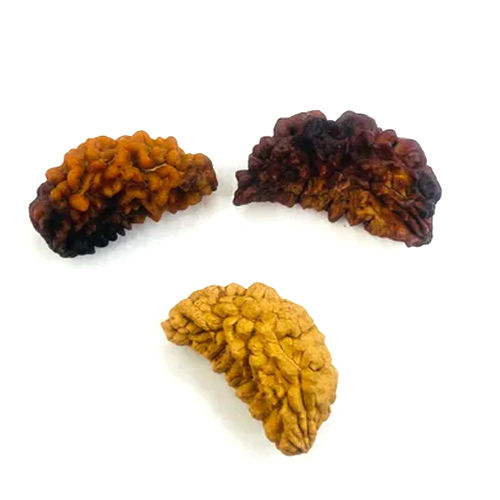 1 Mukhi Rudraksha