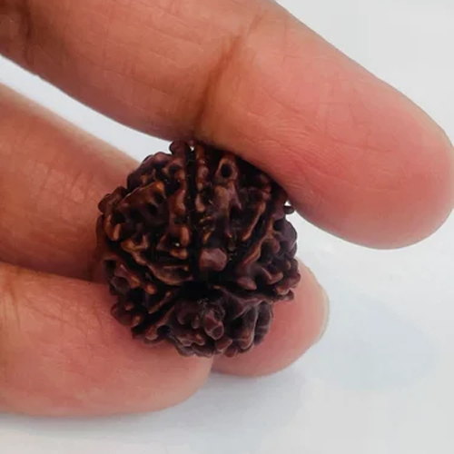 Ganesh Rudraksha