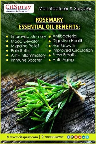 Pure Rosemary Oil Ingredients: Herbal Extract