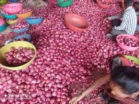 Red Onions - Size: Large (64 Mm+), Medium (51-64 Mm), Small (38-51 Mm), General (24-38 Mm) | Fresh, High Quality, Bulk Available, Consistent Size, Ready To Use