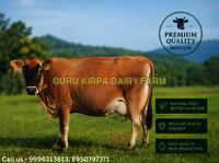 Jersey Cow - Color: Brown