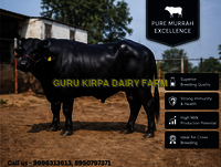 Murrah Bull - Color: Black