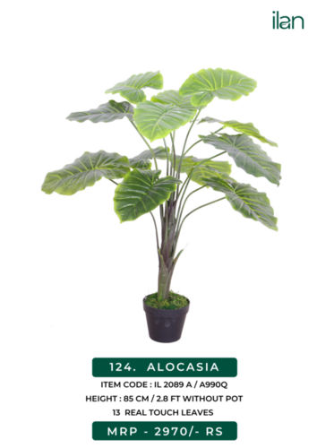 ALOCASIA 2089 A