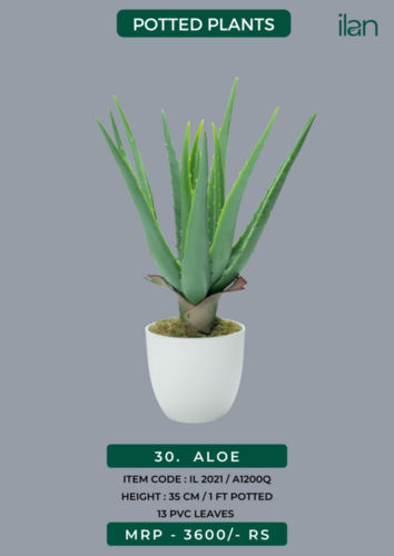 ALOE 2021