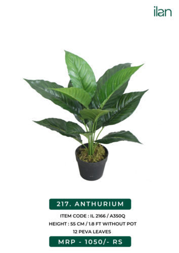 ANTHURIUM 2166