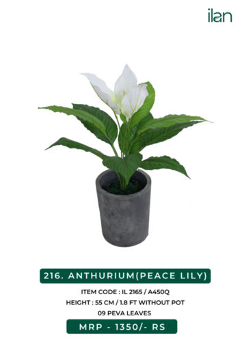 ANTHURIUM (PEACE LILY)