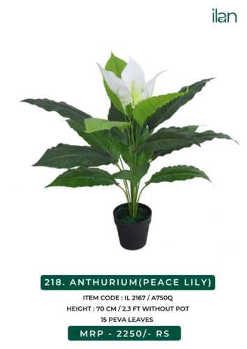 Easy To Install Anthurium (Peace Lily) 2161