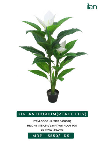 ANTHURIUM (PEACE LILY) 2162