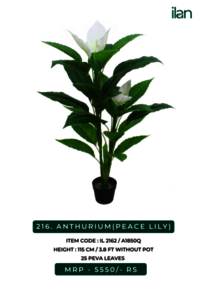ANTHURIUM (PEACE LILY) 2162