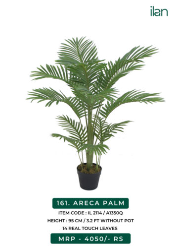 ARECA PALM 2114