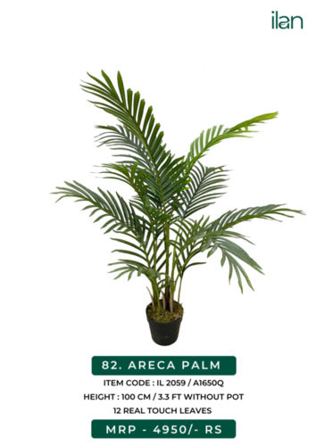 ARECA PALM 2059