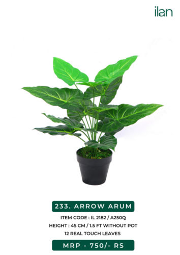 ARROW ARUM 2182