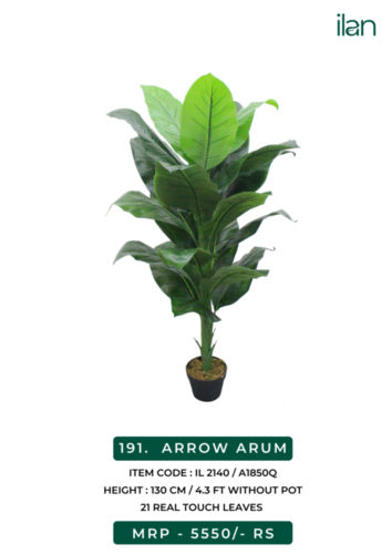 ARROW ARUM 2140