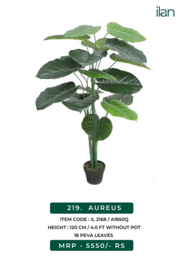 AEREUS 2168