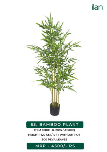 bamboo plants