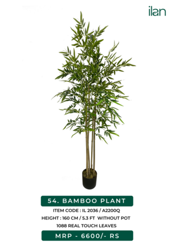 bamboo plants 2036