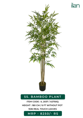 bamboo plants 2037