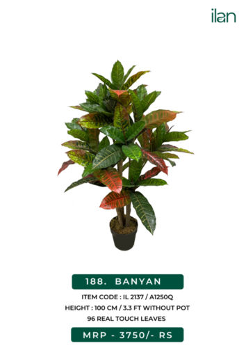 banyan 2137