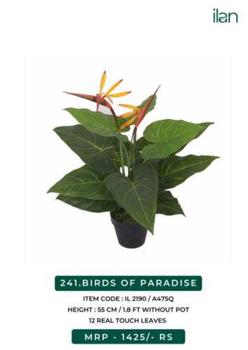 birds of paradise 2190