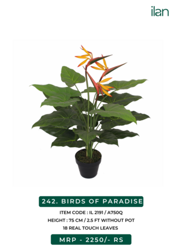 birds of paradise 2191