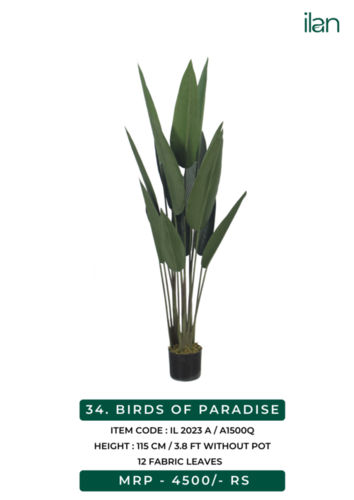 birds of paradise 2023 A