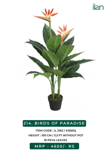 birds of paradise 2163