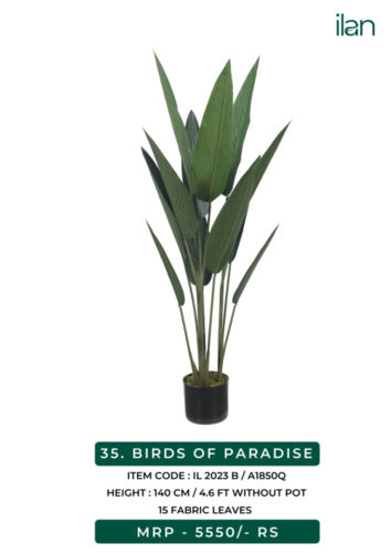 birds of paradise 2023 b