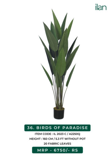 birds of paradise 2023 c