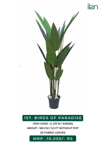 birds of paradise 2111 B