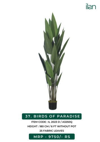 birds of paradise 2023 D