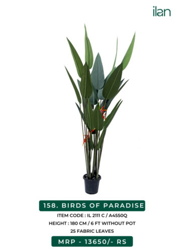 BIRDS OF PARADISE 2111 C