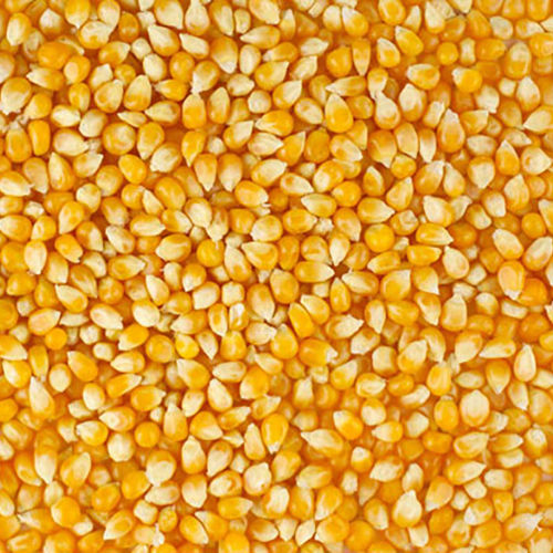 Yellow Dry Whole Maize