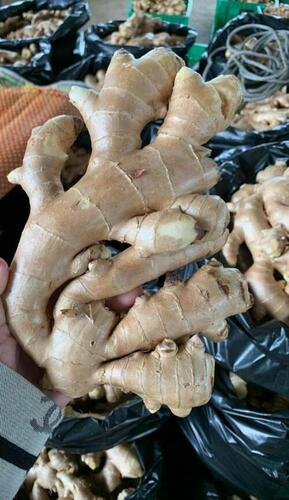 Fresh Ginger