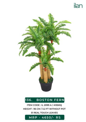 BOSTON FERN