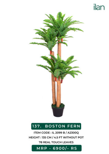 BOSTON FERN 2099 B