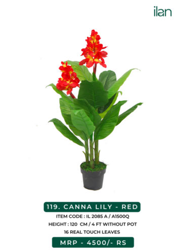 CANNA LILY - RED