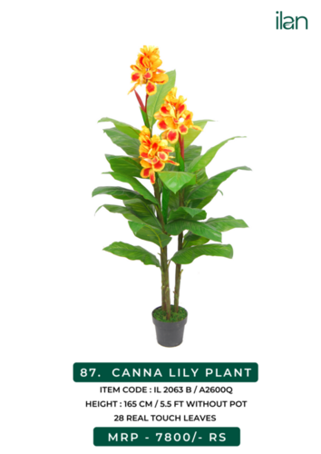 CANNA LILY PLANT - 2063 B