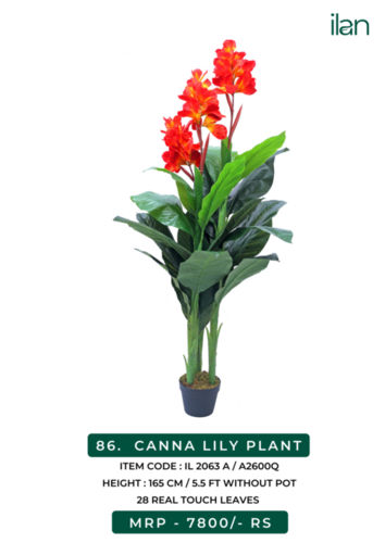 CANNA LILY PLANT - 2063 A