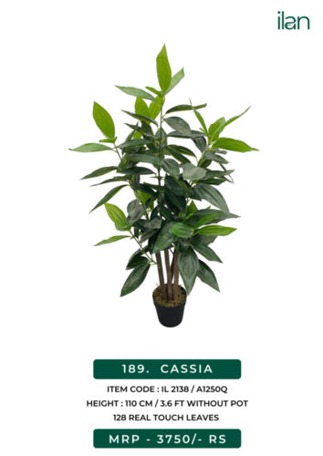 cassia 2138