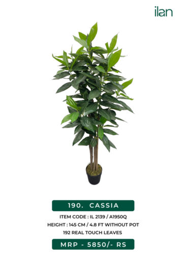 cassia 2139