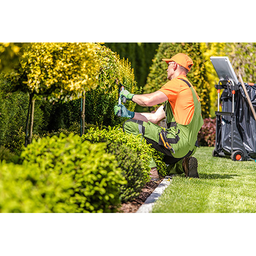 Landscape Garden Contractor Service By THE BAGICHAWALA