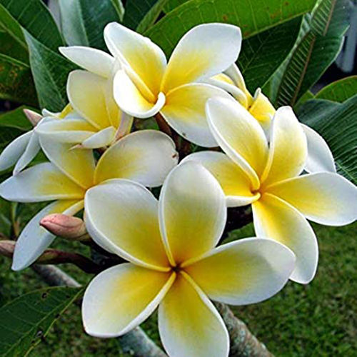 Plumeria Flowers