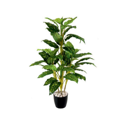 Diffenbechia Plant