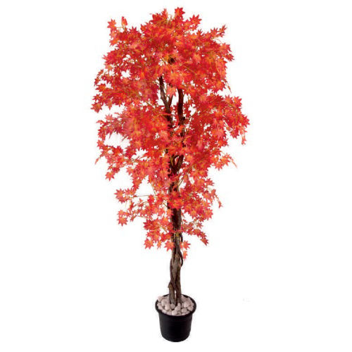 Orange Mapple Tree Plant