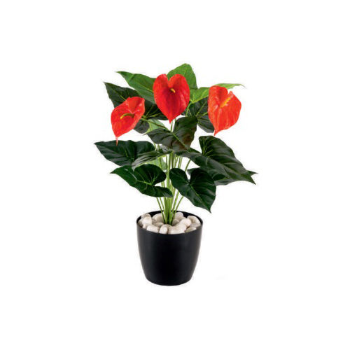 Red-Green 3 Anthurium Plant