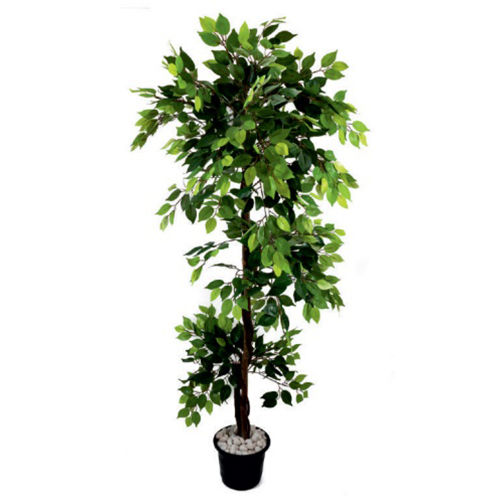 Ficus Plant