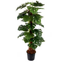 Green Moss Stick Plant